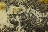 Polished Stromatolite (Acaciella) from Australia - MYA #150366-1